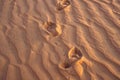 Footprints in the sand in the red desert at Sunrise Royalty Free Stock Photo