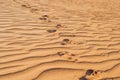 Footprints in the sand in the red desert at Sunrise Royalty Free Stock Photo