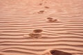 Footprints in the sand in the red desert at Sunrise Royalty Free Stock Photo