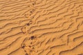 Footprints in the sand in the red desert at Sunrise Royalty Free Stock Photo