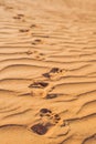 Footprints in the sand in the red desert at Sunrise Royalty Free Stock Photo