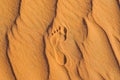 Footprints in the sand in the red desert at Sunrise Royalty Free Stock Photo