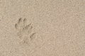 The dog footprint on the beach Royalty Free Stock Photo