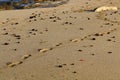 Footprints in the sand on the shores of the Mediterranean
