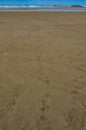 Footprints in the sand of a wild animal at low tide in Olympic National Park, Washington, USA