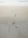 Footprints on a sandy beach leading to the sea. Steps on the sand, the concept of vacation and recreation.