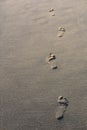 Footprints on sandy beach Royalty Free Stock Photo