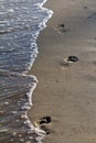 Footprints on a sandy beach at warm evening light