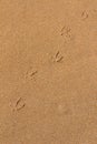 Footprints of a seagull in a sand of a beach Royalty Free Stock Photo