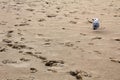 Footprints and seagull on the sandy beach on the Black Sea seaside at Obzor, Bulgaria Royalty Free Stock Photo