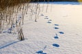 Footprints of shoe sole and animals on the white snow Royalty Free Stock Photo