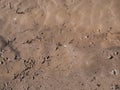 Footprints of small bird after walking in wet, brown, clay mud