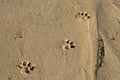footprints of a small dog on the sand Royalty Free Stock Photo