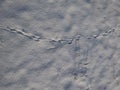 Footprints of small passerine bird on the ground in snow jumping in search of food in sunlight in winter. Winter scenery Royalty Free Stock Photo