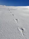 Footprints in the snow