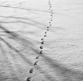 Footprints in the snow Royalty Free Stock Photo