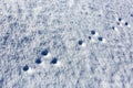 Footprints in the snow