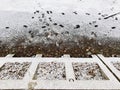 Footprints on the snow