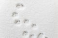 ÃÂ¡at footprints in the snow Royalty Free Stock Photo