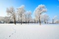 The footprints on the snow field and trees with rime Royalty Free Stock Photo
