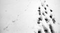 Footprints in the snow. Footprints on the first snow. Imprint an Royalty Free Stock Photo