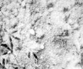 Footprints in the snow. Footprints on the first snow. Imprint and footprints of animals and birds on the snow Royalty Free Stock Photo