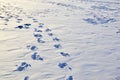 Footprints in the snow in the forest. Winter background. Footstep, tracks in the fresh snow. Traces of people on white snow,
