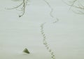 Footprints Royalty Free Stock Photo