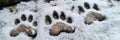 Footprints in the Snow A Journey Through the Winter Wilderness Capturing Natures Hidden Trails Royalty Free Stock Photo