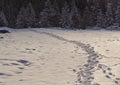 Footprints in snow leading towards a pine forest in the background Royalty Free Stock Photo