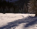 Footprints in snow leading towards a pine forest in the background Royalty Free Stock Photo