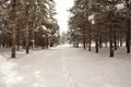 Footprints on snow left after a man walked on Path between pine. Track, tracks Royalty Free Stock Photo