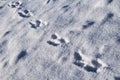 Footprints in the snow Royalty Free Stock Photo