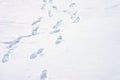 Footprints on snow surface fresh deep a couple foot path trail Royalty Free Stock Photo