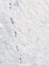 Footprints on snow surface Royalty Free Stock Photo