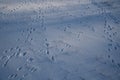 Footprints in the snow. traces of a hare in the snow.