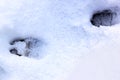 Footprints in the snow of a wild boar, Holland Royalty Free Stock Photo