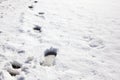 Footprints in the snow Royalty Free Stock Photo