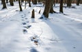 Footprints in the snow in the winter forest