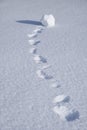 Footprints of snowball in the snow. Winter snow texture natural background Royalty Free Stock Photo