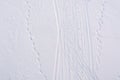Footprints from a snowmobile in the snow. Footprints from skis in the snow. Footprints in fresh snow in Royalty Free Stock Photo