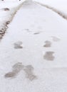 Footprints on snowy sidewalk Royalty Free Stock Photo