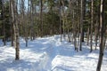 Footprints on a snowy trail in the forest after a record-breaking snowfall in Nova Scotia Canada Royalty Free Stock Photo