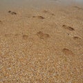 Footprints at sunset with golden sand. Sandy wet beach and footsteps. Healing coarse quartz sand with shells. Vityazevo
