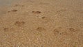 Footprints at sunset with golden sand. Sandy wet beach and footsteps. Healing coarse quartz sand with shells. Vityazevo