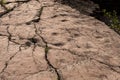 Footprints of tetrapod Ichthyostega Royalty Free Stock Photo