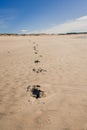 The footprints thread on the sand Royalty Free Stock Photo