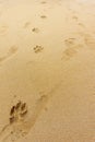 Footprints of dog paws on the sand Royalty Free Stock Photo