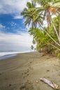 Footprints on a tropical palm fringed beach Royalty Free Stock Photo