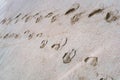 Footprints of two people in the sea sand, footprints in the sand Royalty Free Stock Photo